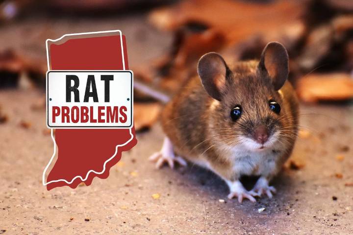 Indiana Home to Two of the Most Rat-Infested Cities in America