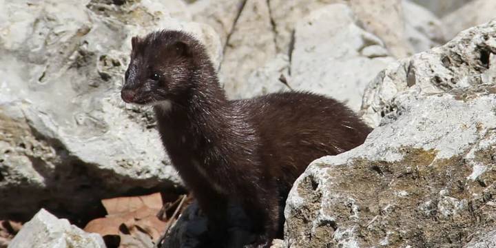 2,000 mink released from Iowa farm in what trade group calls ‘terrorist act’