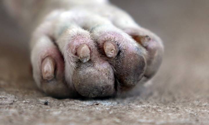 Muere atropellado un perro en Santurce