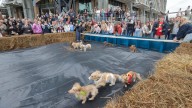 Weiner dogs show their speed at annual Savannah Weiner Dog Races