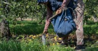 As heat gets more extreme, pregnant farmworkers are increasingly at risk