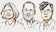 Qué son las células T reguladoras, el descubrimiento por el que tres científicos ganaron el Nobel de Medicina 2025