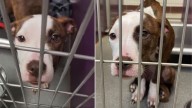 Michigan Dog’s Plea For Help In Shed Leads To A Life