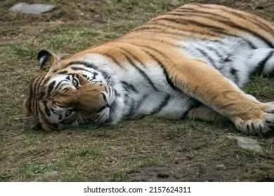 Encuentran a tigre muerto en Xicotepec; había escapado del zoológico ante las lluvias