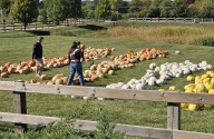 Pumpkin Daze at Abbey Farms in Aurora focuses on fall fun