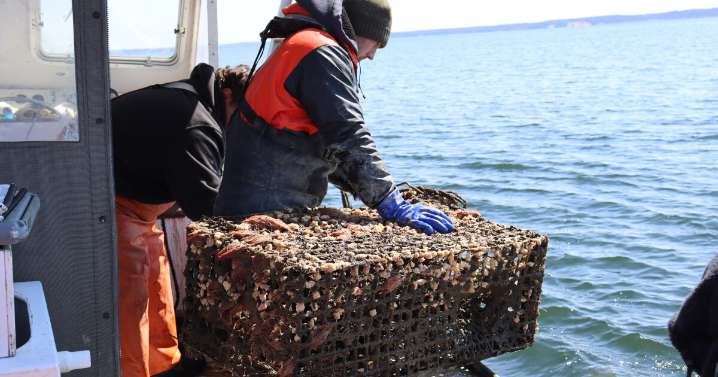 Long Island Sound lobster trap recovery gets a federal boost