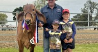 Brahman heifer GLW Zali makes history at Singleton