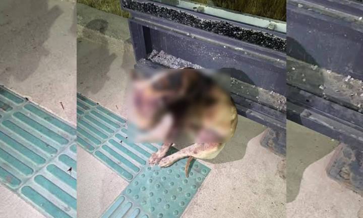 Activistas exigen castigos más severos por maltrato animal en SLP