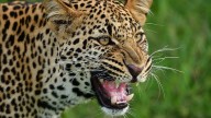 Pune: Leopard Attacks Calf Tied Outside House in Junnar’s Pimpalwadi Village; Terrifying Video Goes Viral