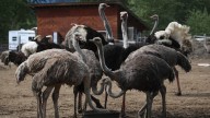 Creditors circle as cull controversy shines light on B.C. ostrich farmers' unpaid bills
