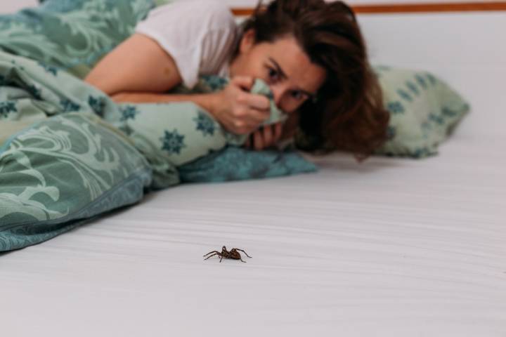 Soñar con arañas: qué significan y cómo interpretar estos sueños