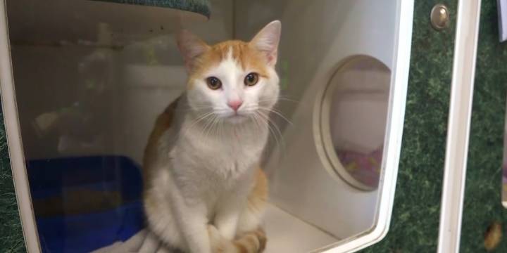 Humane Society of Southwest Missouri to host spay/neuter event