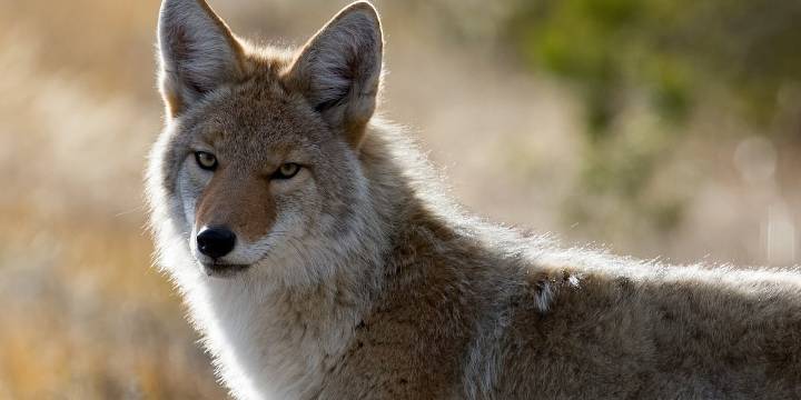 West Haven Police issue warning after coyote chases people near high school