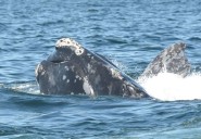 Meet North Atlantic right whales ‘Lasagna,’ ‘Scorpion,’ ‘Athena,’ and more