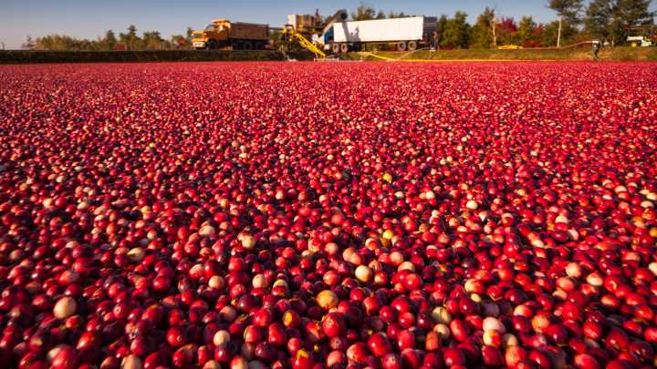 Wisconsin Cranberry growers expecting price drops due to Trump tariffs