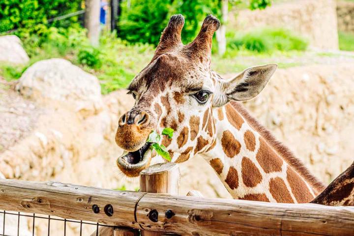 Nebraska Zoo Animals Are Helping Restore Grasslands by Eating Invasive Plants (Exclusive)