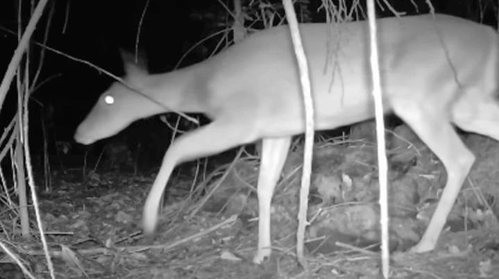 VIDEO | Captan venado cola blanca en las barrancas de Cuernavaca