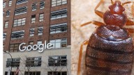 Google Temporarily Shuts New York Office After Bed Bug Infestation; Staff Asked To Work From Home