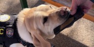 K9 Glitch sniffs out hard drive, leading to sexual exploitation arrest