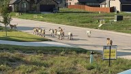 County leaders create response plan after concern over Godley dog pack