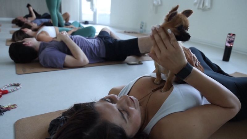 Clases de yoga con perros que promueven la adopción en Dubái