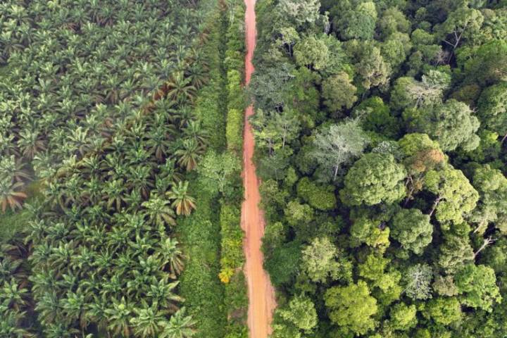 RSPO sparks NGO outrage for dismissing complaint over alleged ‘shadow companies’