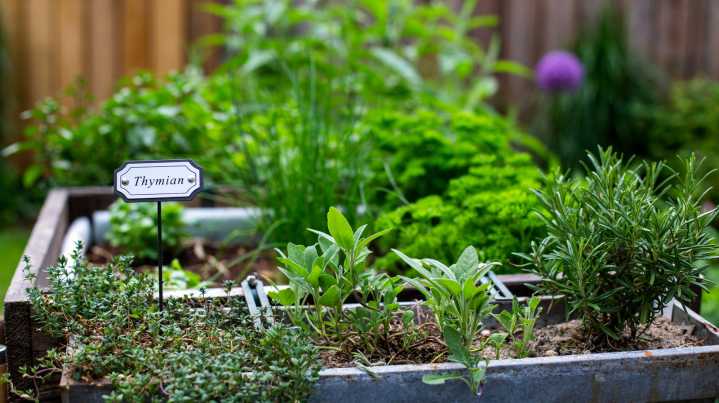 Protect Your Herbs From Cold Winters With A Simple And Clever Solution