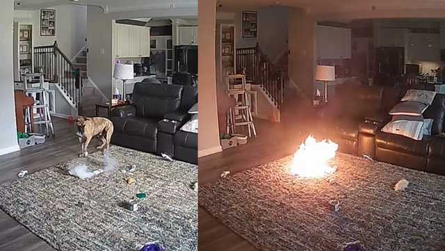 Video: Dog gets hold of lithium battery, setting fire in house