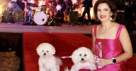 Paws Gala