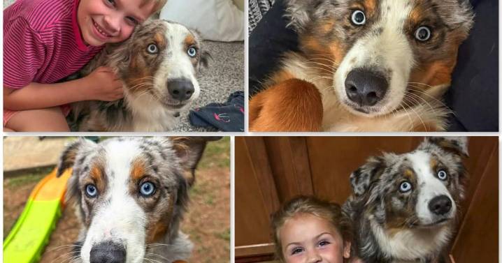 Family seeks community’s help in finding lost mini Australian shepherd, Blue