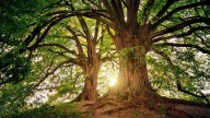 El secreto oculto en los árboles: qué revelan sus anillos sobre las sequías y olas de calor extremo