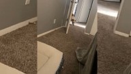 This Rescued Missouri Dog’s Morning Ritual With Her Mom Is The Ultimate Heartwarmer