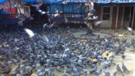 BMC Plans New Pigeon Feeding Zones in SGNP and Aarey; Away From Public Areas