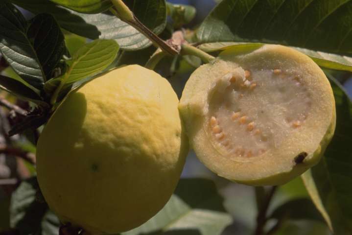 Guayaba: la fruta tropical que fortalece la salud