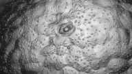 Mira mejores fotos de la naturaleza bajo un microscopio de 2025
