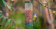 RSPB asks bird lovers to stop putting popular food out in gardens