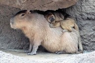 Capybara and Monkey Become Friends in Zoo Enclosure Where They Are the Only Females