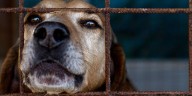 Marcha por los animales este domingo 5 de octubre: horario, ruta y alternativas