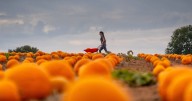 Midland field where 40,000 pumpkins are ready for Halloween