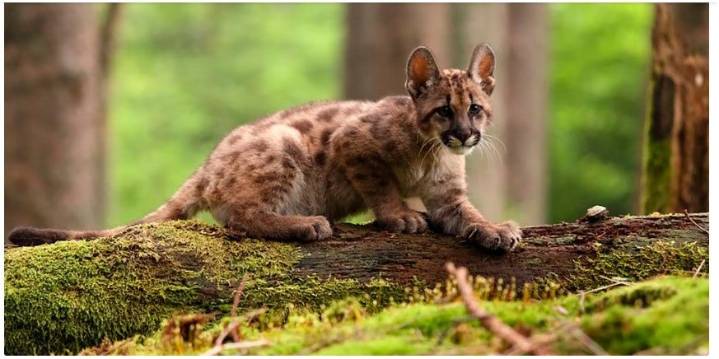 Condenaron al joven de 18 años que mató a un cachorro de puma y filmó la agresión: deberá capacitarse sobre fauna silvestre