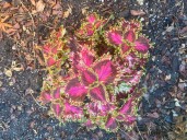 Growing coleus offers colorful and unexpected benefits