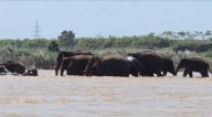 Elephant herds create panic across Odisha: Villages ravaged in Angul, herd stranded in Keonjhar