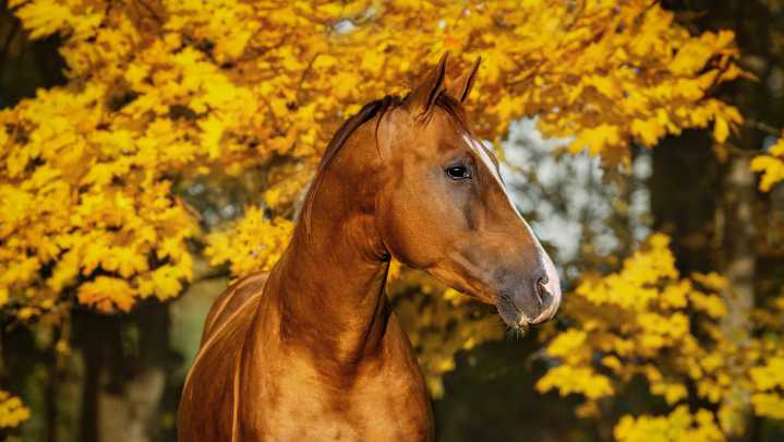 Things all equestrians need to be thinking about in autumn