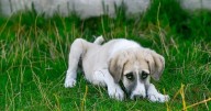Second Mid-South animal shelter closes dog intake due to Parvo