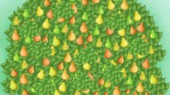 Reto visual: sólo las personas con vista de halcón hallan el objeto diferente en el árbol en sólo 5 segundos