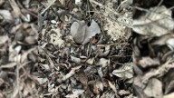 Man Was Doing Research In U.S. Virgin Islands When He Suddenly Spotted An Endangered Animal