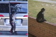 Small town clerk catches loose monkey with a fresh cup of coffee