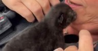 Two-day-old kitten rescued from police car engine in purrfect Plymouth operation