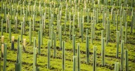 New 83 hectare woods you can explore to be planted in Devon
