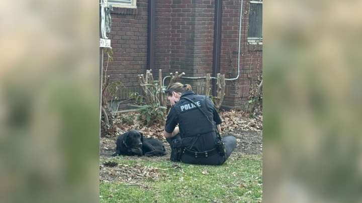 Ohio Rescuers Watch A Wounded Dog Shut Down, Until One Kind Voice Reaches Her